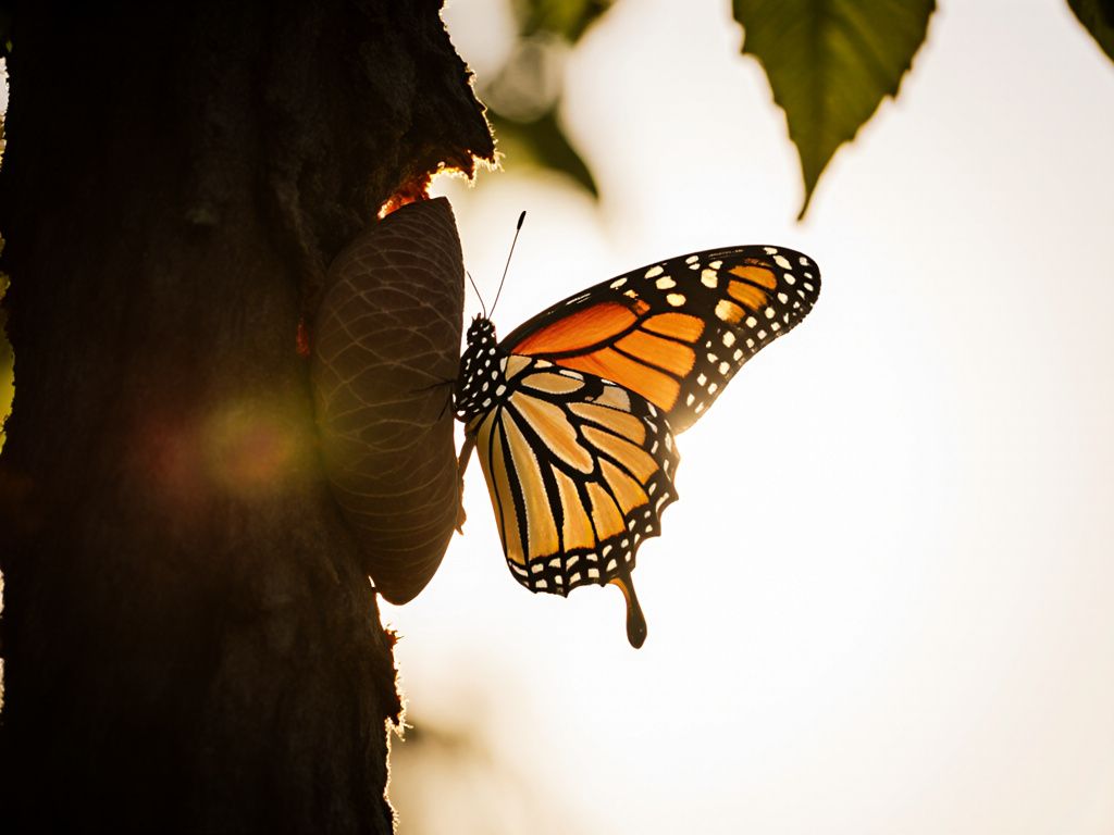 Butterfly emerging from cocoon in morning light representing transformation from attachment anxiety to healthy relationships